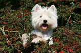 WESTIE 297